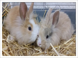 Rabbits